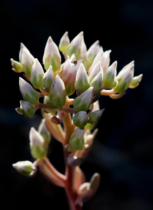 Siskiyou Stonecrop, Sedum laxum 2735.jpg